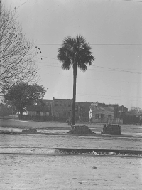 florida state tree florida state tree