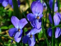illinois state flower violet