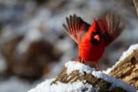 northern cardinal illinois state bird