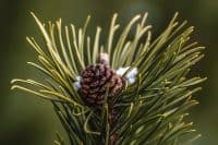 maine - white pine cone