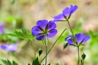 violet rhode island state flower