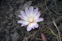 montana state flower