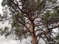 montana state tree