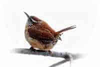 south carolina state bird south carolina state bird