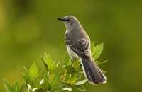 tennessee state bird