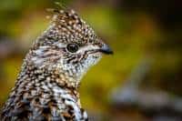 pennsylvania state bird pennsylvania state bird