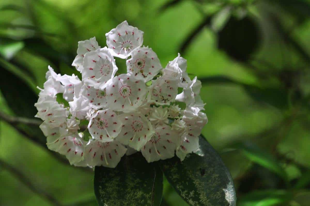 pennsylvania state flower