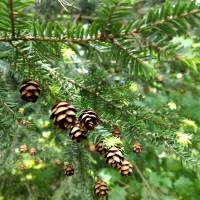 pennsylvania state tree