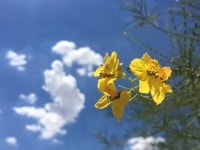 Blue Palo Verde Arizona State Tree