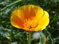 California state flower 1.jpg
