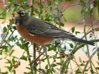 connecticut state bird american robin