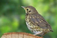 washington dc bird