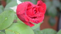 washington dc flower