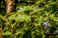 washington dc tree