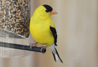 iowa state bird
