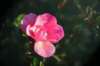iowa state flower