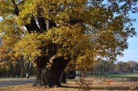 iowa state tree