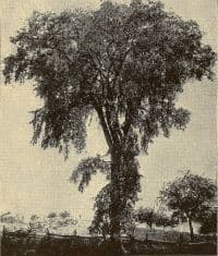 Maryland state tree 2.jpg