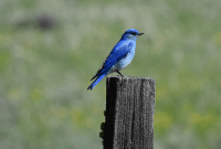 nevada state bird