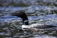 Minnesota state bird