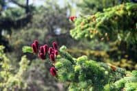 Minnesota state tree 1.jpg