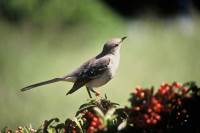 mississippi state bird
