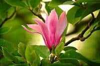 mississippi state flower