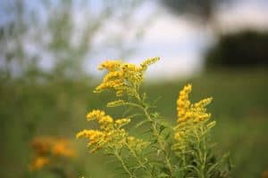nebraska state flower