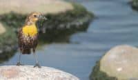nebraska state bird