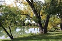 nebraska state tree