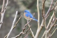 New york state bird 1.jpg