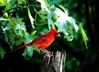 North carolina state bird 1.jpg
