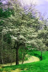 north carolina state flower
