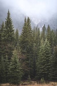 North carolina state tree 1.jpg