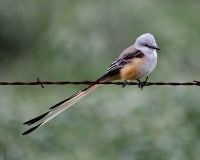 oklahoma state bird
