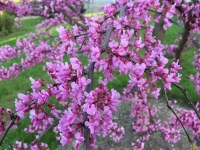 oklahoma state tree