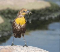 oregon state bird