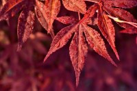 red maple rhode island state tree