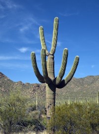 Saguaro Arizona State Flower