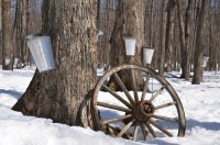 Sugar maple tree 1.jpg