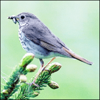 vermont state bird