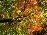 vermont state tree