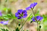 Violet rhode island state flower.jpg