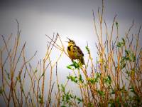 wyoming state bird