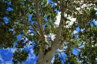 wyoming state tree